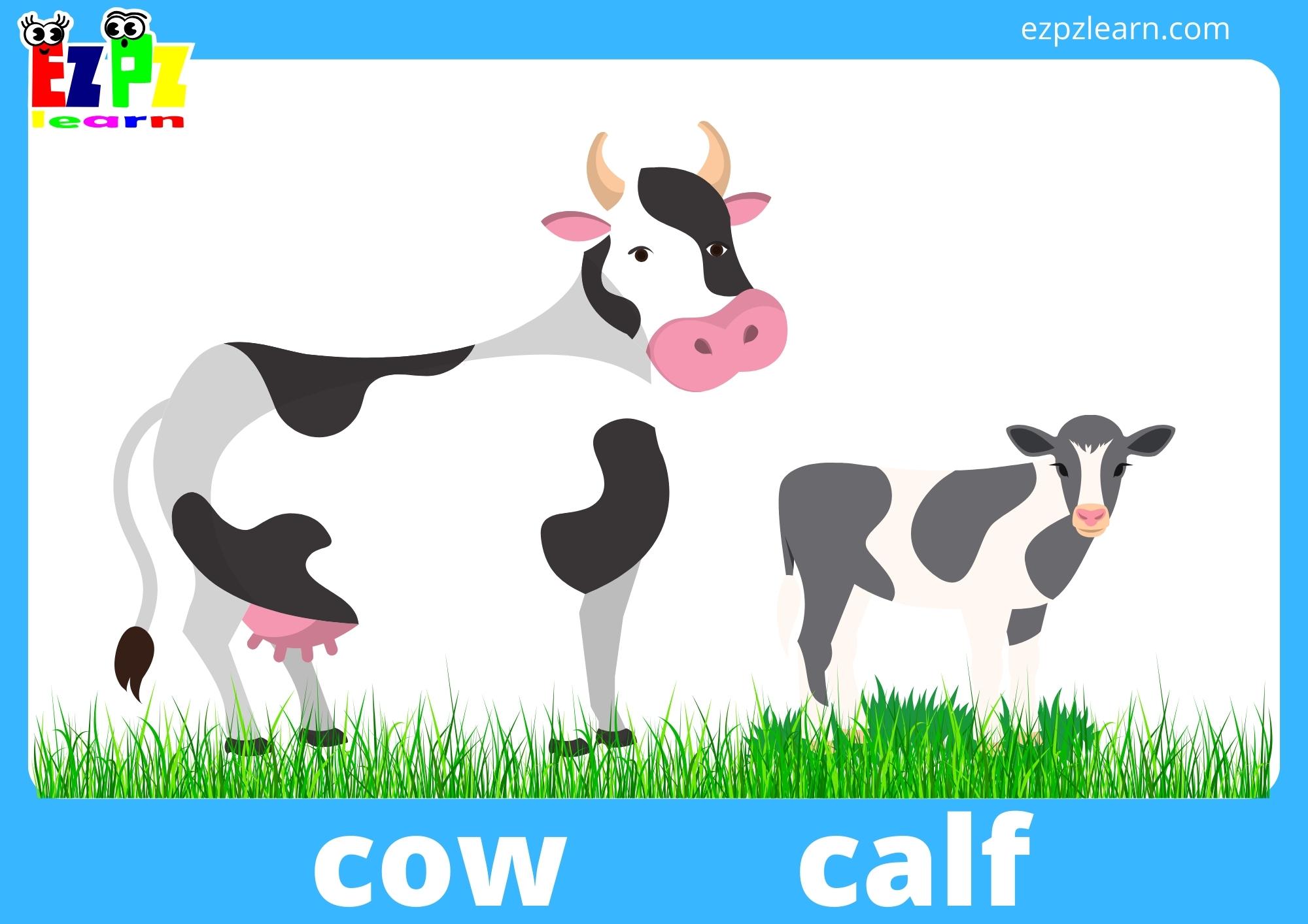 cow and calf